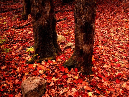 red leaves - leaves, autumn, trees, red