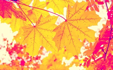 Autumn Beauty - beauty, nice, autumn, sun, purple, forest, yellow, beautiful, pink, leaves, sunny