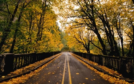 All these autumn leaves - trees, yellow, beautiful, road, leaves, tree, colorful, all, autumn, green, nice, bridge