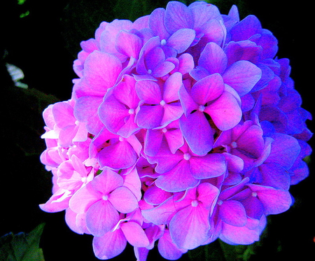 Dual beauty - black, blue, flower, light, hydrangea, pink