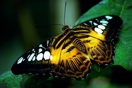 Butterflies-3 - butterflies, yellow, amazing, black