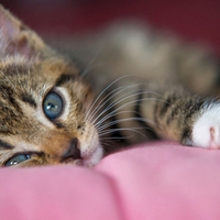 RESTING KITTY  TUCKERED OUT