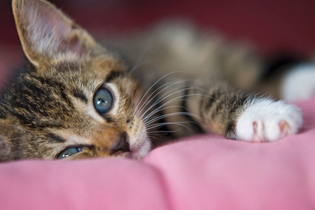 RESTING KITTY  TUCKERED OUT - kitty, adorable, cute, loveable