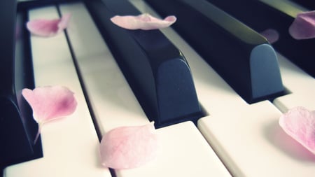 Piano - keys, piano, flower, photography