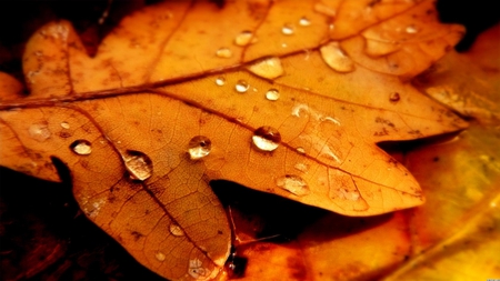 tears of autumn - water, leaf, autumn, brown