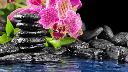 Orchids - water, relaxing, spa, orchid, stones, leaves