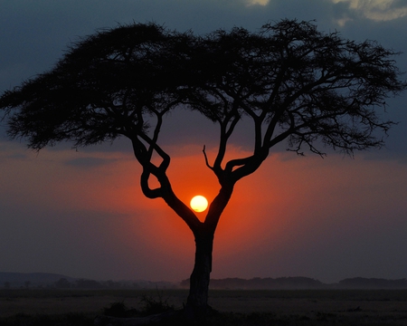 Different Sunset - red, horizon, forest, beautiful, sun, sky, scenery, clouds, view, tree, sunset, nature