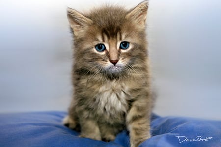 sweet blueyes - kitten, sweet, blueyes, cat