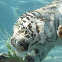 Swimming Tiger