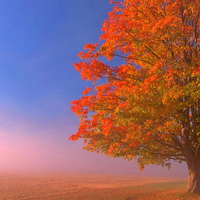 One autumn tree