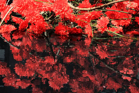 flowers_and_water - nature, reflection, red, water, flowers