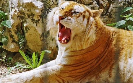 albino - animal, wild cat, tiger, albino, big cat