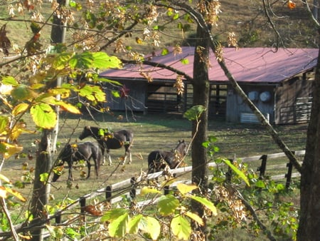 Temporary Resting - fence, trees, green, colors, stable, grass