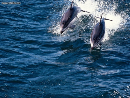 Two Pacific Whitesided Dolphins - fish, dolphins, ocean, animals