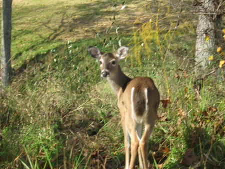 Silence of Nature - hill, brown, trees, yellow, grass, deer