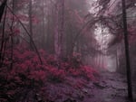 Misty forest