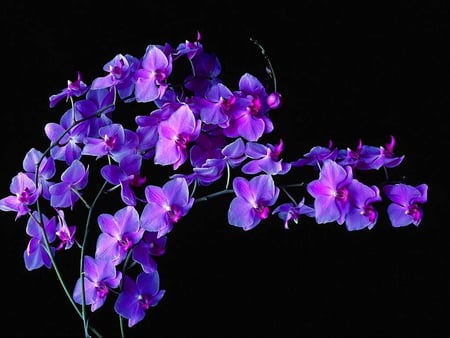 Blossoms - blossoms, flower, black background, branches, blue