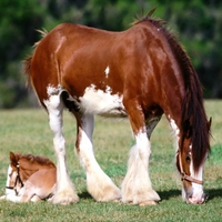 Mother and baby horses