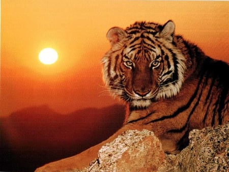 Predator - wildlife, predator, animal, sunset, tiger