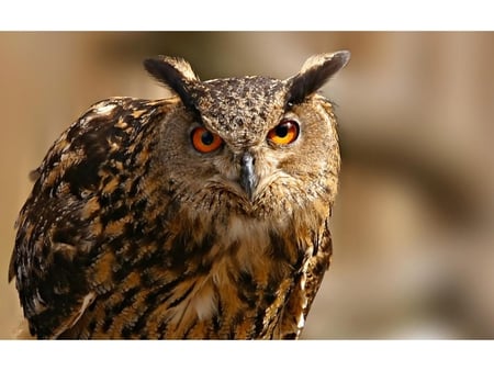 Owl - animal, nature, owl, bird