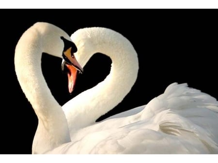 Swan heart - swan, nature, heart, animal, bird