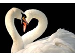 Swan heart