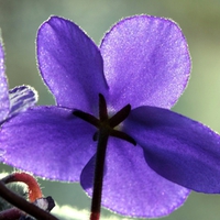 African Violet