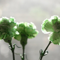 Mint Florals