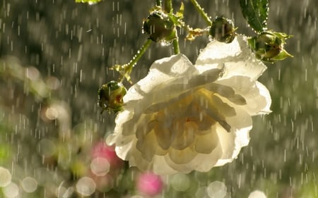 Rose Shower - pretty, photography, shower, flowers, nature, rainfall, rain, rose, floral