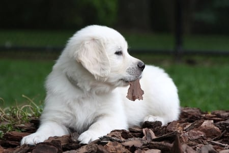 Miss Lavender - retriever, beautiful, dog, sweet, playing, white, puppy, golden, royal, animals