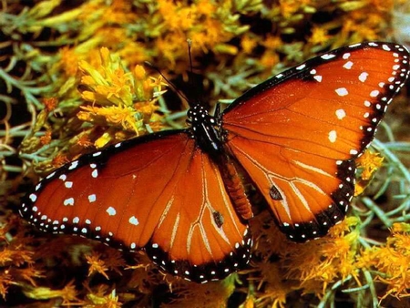 Orange butterfly - animal, butterfly, nature, insect