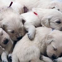 Dreaming the little dreams that puppies do