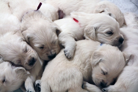 Dreaming the little dreams that puppies do