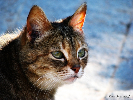 Sweet face - animal, kitten, pet, cat, sweet, feline