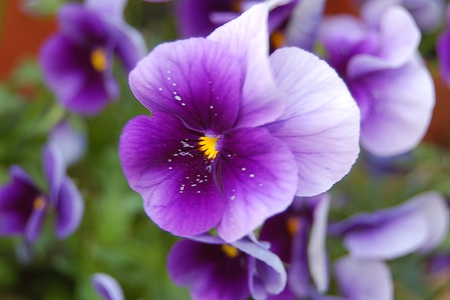 A little bit of beauty â™¥ - love, wonderful, pansies, violet, nature, purple, forever, together, beautiful, bunch, green, flowers, lavender