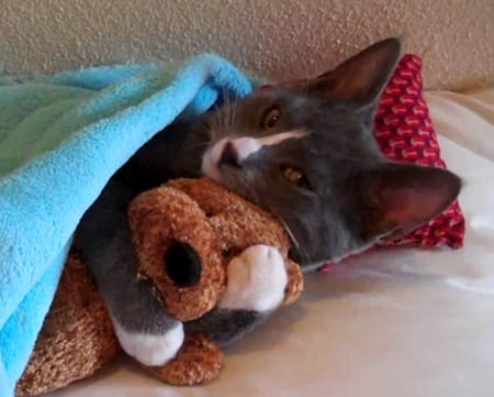 cat with pet - toy, pet, funny, cat