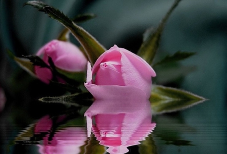 Magic pink roses - beauty, pink roses, roses, magic, water, wonderful, reflection, beautiful, leaves, flower