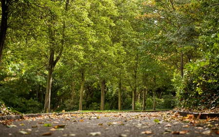 Octomber - trees, beautiful, forest, leaves, nature, autumn, green, octomber, cold, nice