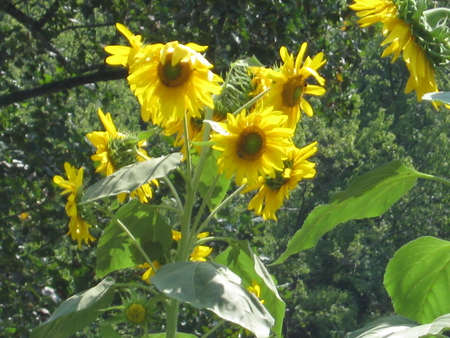 The End of The Harvest - brown, trees, yellow, tall, leaves, flowers