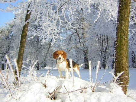 Snowy puppy - animal, snow, forets, dog, puppy, friend, sweet