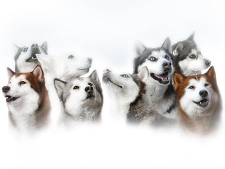 Huskies - husky, animal, dog, puppy, friend, sweet