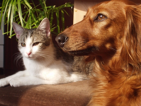 Always friends - friend, animal, kitten, cat, sweet, puppy, feline, dog