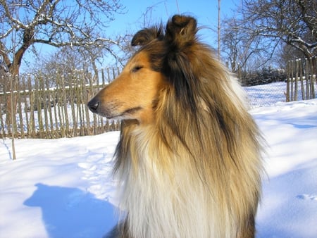 Colllie - animal, collie, snow, dog, puppy, friend, sweet