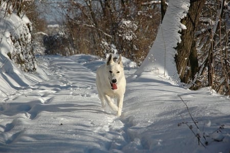 Runing happy!!! - run, friend, animal, sweet, puppy, snow, dog