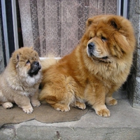 Mother and baby sharpei