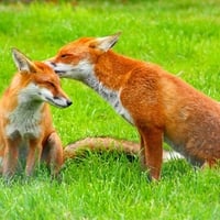 Fox kiss