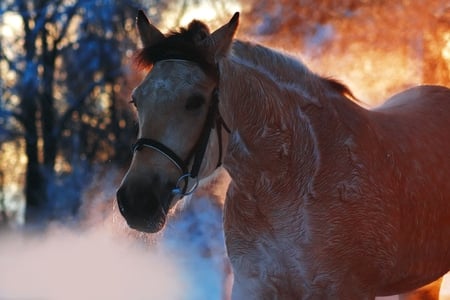 Horse at sunset - nature, horse, animal, sunset, run