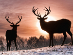 Deers at sunset