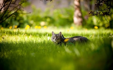 Prrety kitten in the grass - animal, nature, kitten, grass, friend, sweet, cat