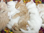 kittens sleeping